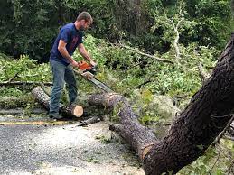 Seasonal Cleanup (Spring/Fall) in Newport, NC